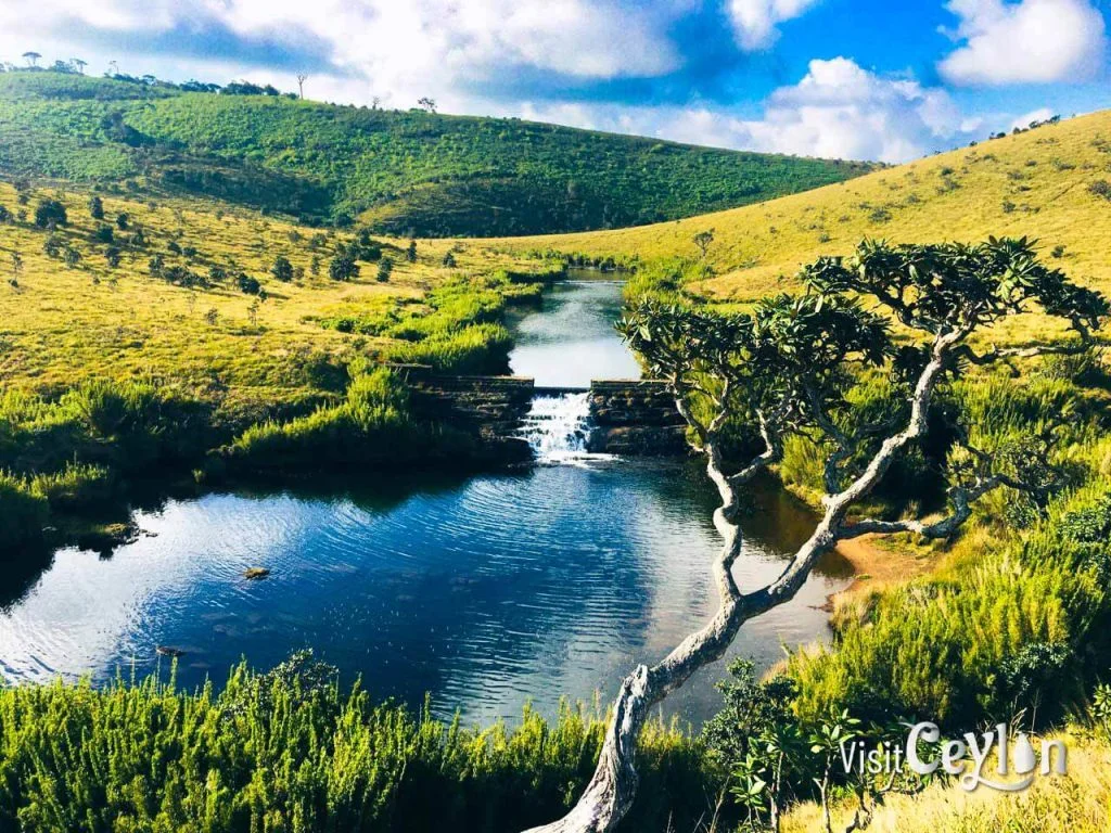 PLain Wilderness