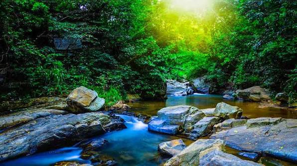 Into the Deep Green: The Ultimate Guide to Sinharaja Rainforest Camping